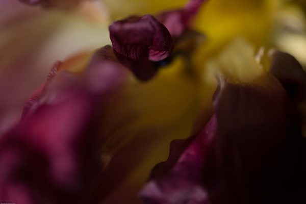 Radius bloemen close-up