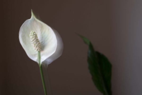 Radius witte bloem groen blad